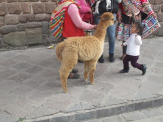 Alpaca about to be punched